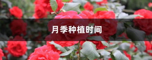 月季种植时间