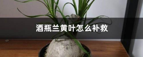 酒瓶兰黄叶的原因和处理办法