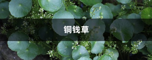 “铜钱草”叶子打了蔫儿，不妨往水里加点“料”，长得茂密还旺财