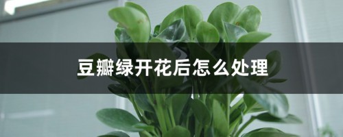 豆瓣绿开花后怎么处理