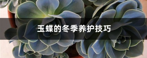 玉蝶的冬季养护技巧